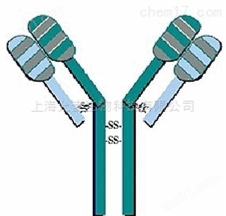 Intersectin 2抗原，交叉蛋白2抗原